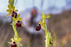 Ophrys-de-mars5