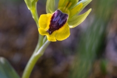 Ophrys-jaune