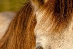 3.-Poil-de-carotte