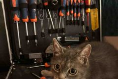 8.-Chat-bricoleur