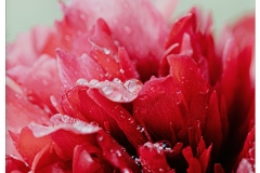 1.-LCveil-dune-pluie-de-printemps-Romu