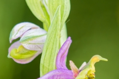 2.-Labeille-sCveille-Christophe