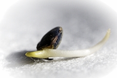 4.-Eclosion-vCgCtale-Michel