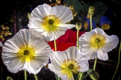 6.-AgrCment-de-printemps-oe-.Claude