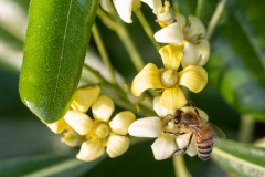 09-Au-cur-du-nectar-Laure