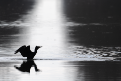 5.-Lenvol-du-cormoran