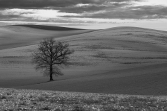 6.-Larbre-des-vallons