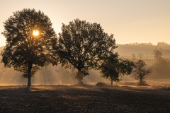 1-Se-lever-tot-et-trouver-des-arbres-Sylvie