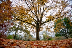 16-autumn-leaves-carole